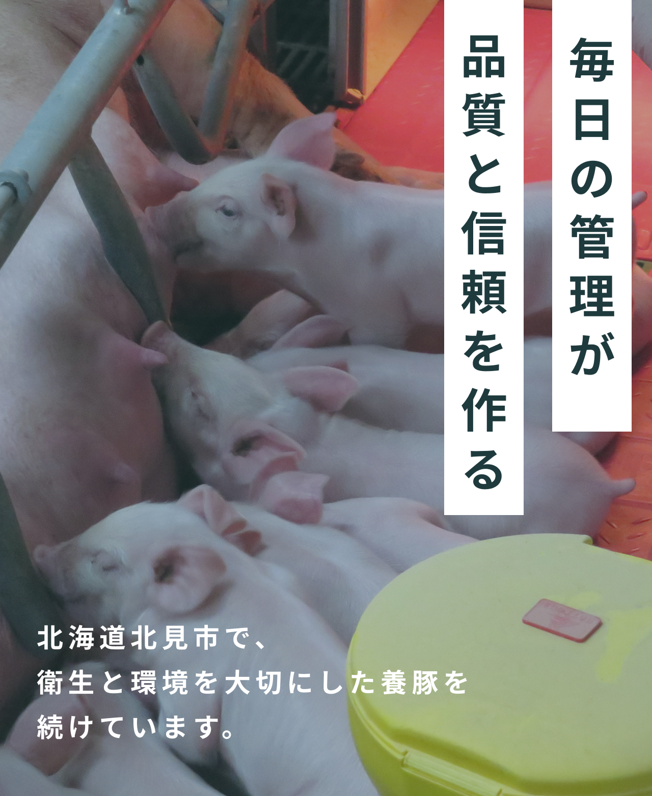 毎日の管理が品質と信頼を作る 北海道北見市で、
            衛生と環境を大切にした養豚を続けています。