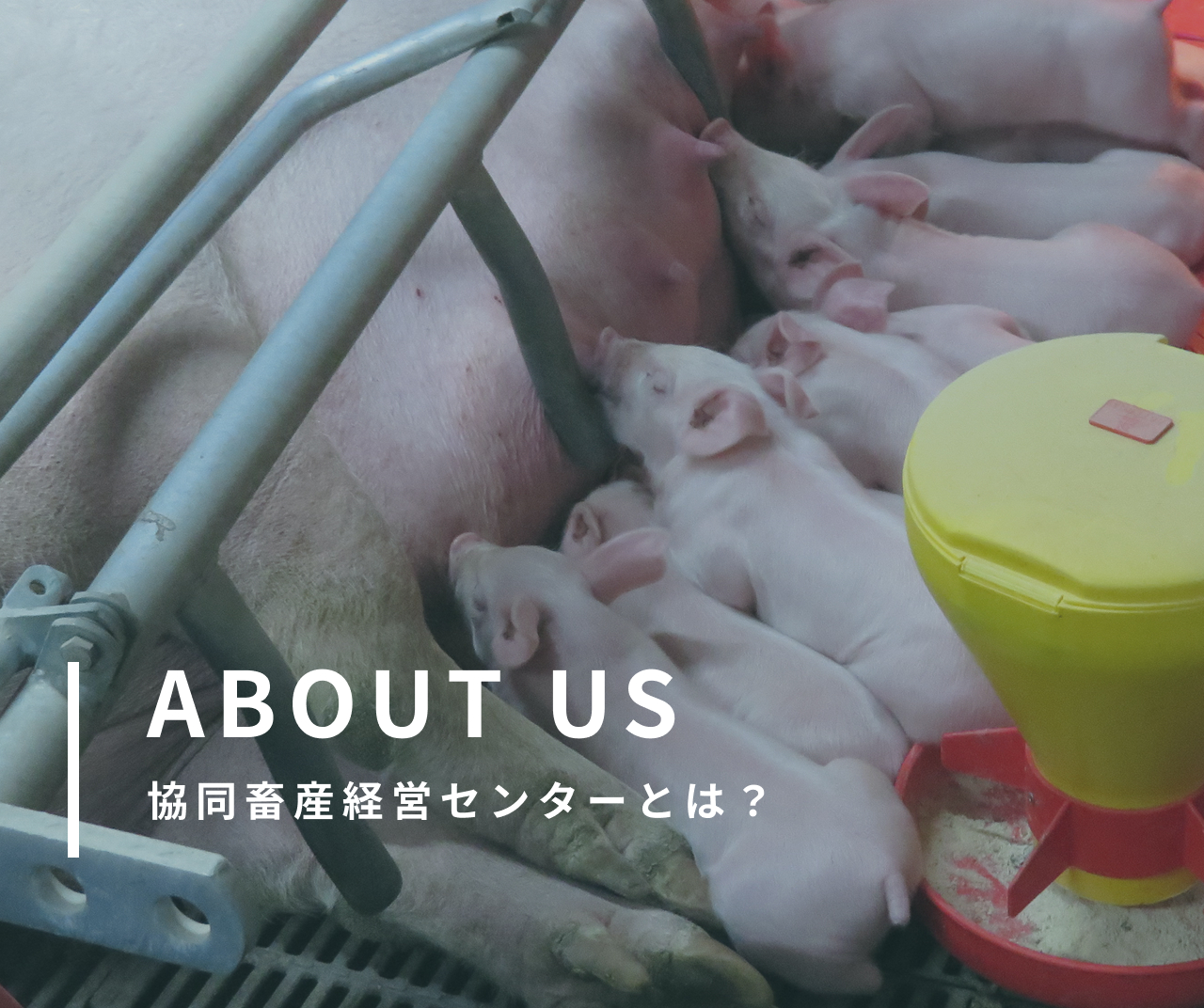 ABOUT US 協同畜産経営センターとは?