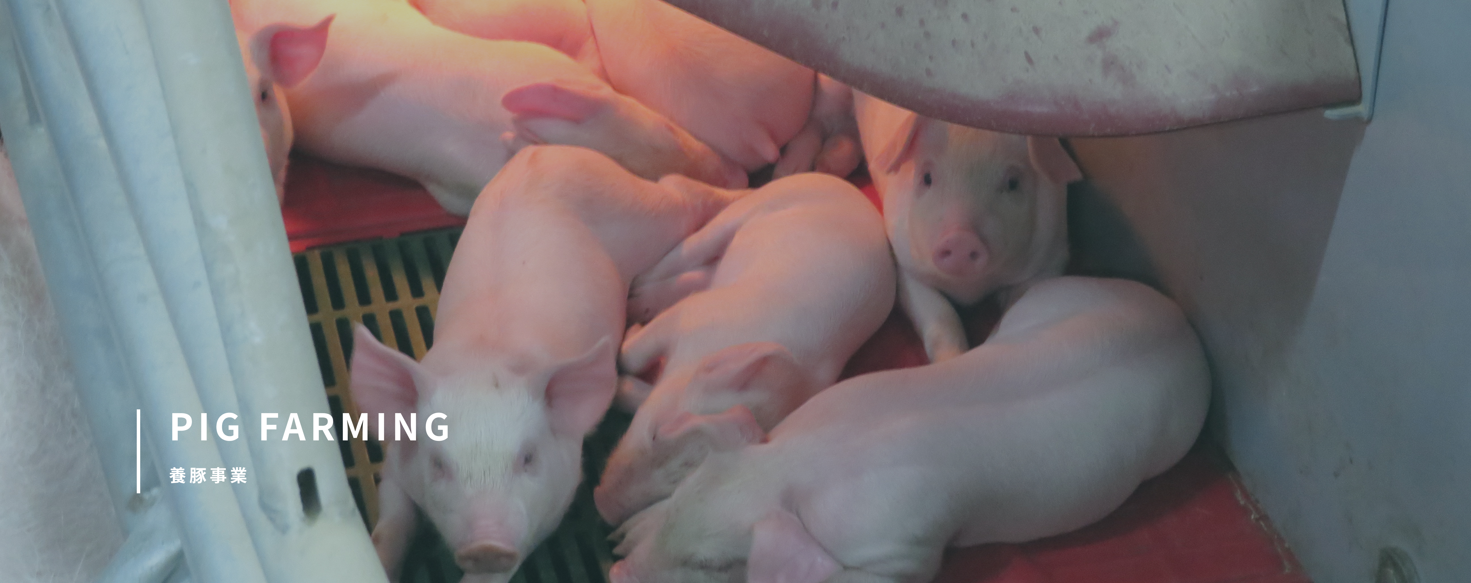 PIG FARMING 養豚事業