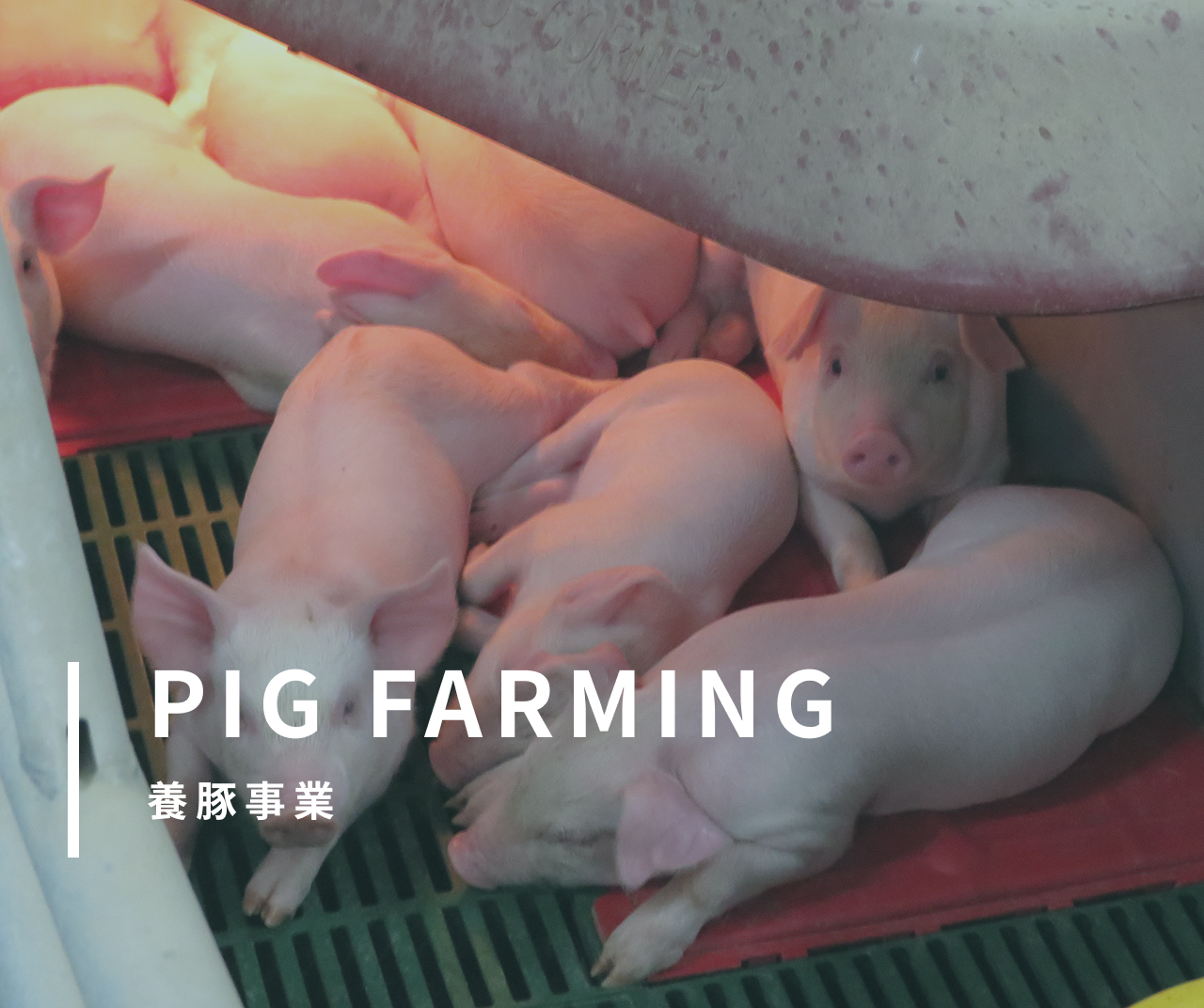 PIG FARMING 養豚事業。
